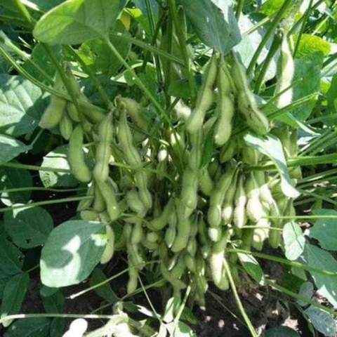 Hạt giống Rau Đậu Nành Nhật Bản