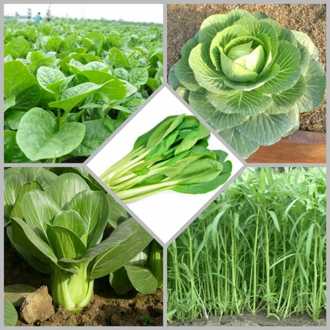 Combo hạt giống CB29