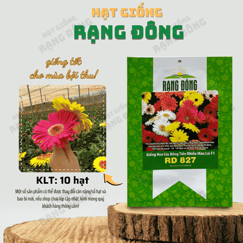 Hạt giống Hoa Đồng Tiền Nhiều Màu - Gói 10 Hạt