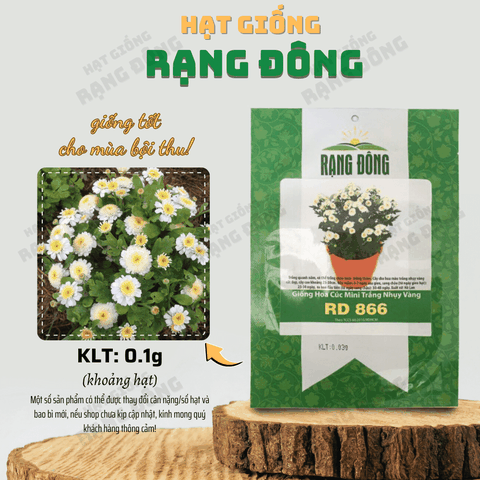 Hạt giống Hoa Cúc Mini Trắng Nhụy Vàng
