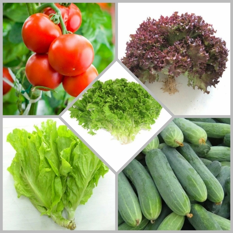 Combo hạt giống CB36