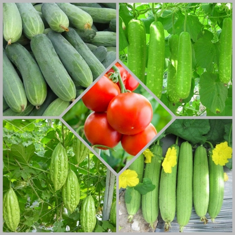 Combo hạt giống CB8