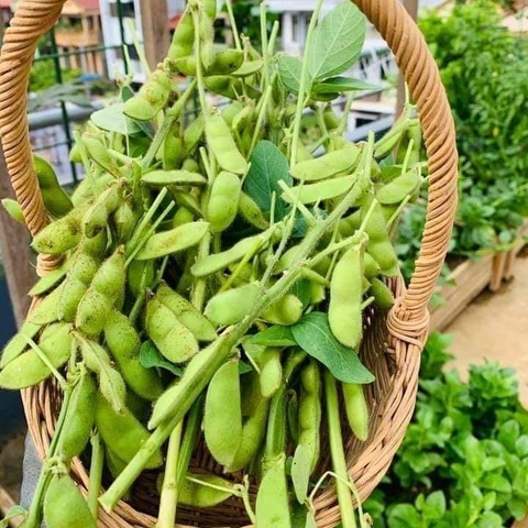 Hạt giống Rau Đậu Nành Nhật Bản