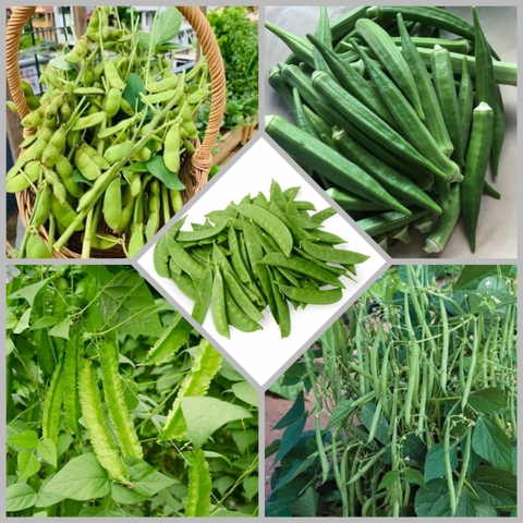 Combo hạt giống Cb14