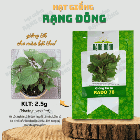 Hạt giống Rau Tía Tô