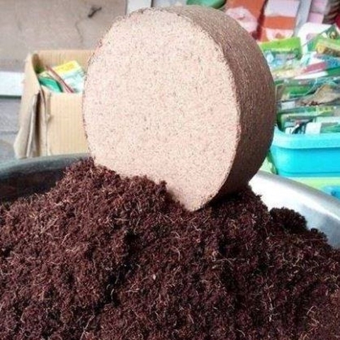 Bánh mụn dừa tròn