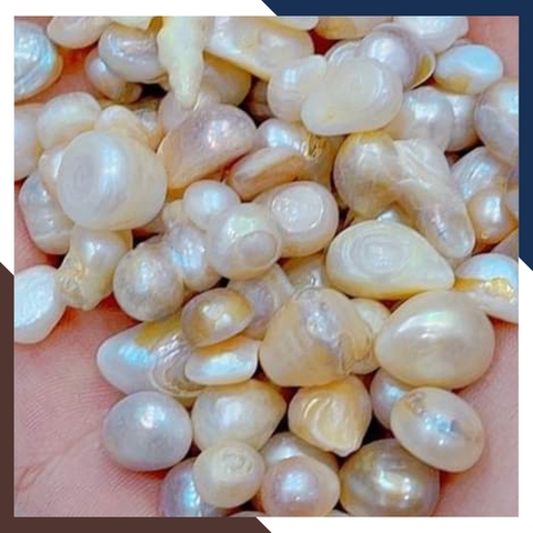 Ngọc trai thô chưa khoan lỗ làm cốt thất bảo đặt bát hương, yểm tượng, làm bột ngọc trai mã AC1250 - bán Sỉ toàn quốc