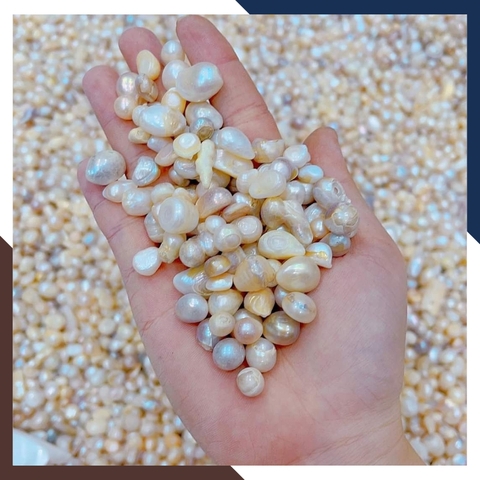 Ngọc trai thô chưa khoan lỗ làm cốt thất bảo đặt bát hương, yểm tượng, làm bột ngọc trai mã AC1250 - bán Sỉ toàn quốc