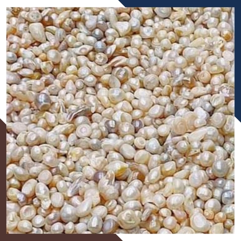 Ngọc trai thô chưa khoan lỗ làm cốt thất bảo đặt bát hương, yểm tượng, làm bột ngọc trai mã AC1250 - bán Sỉ toàn quốc