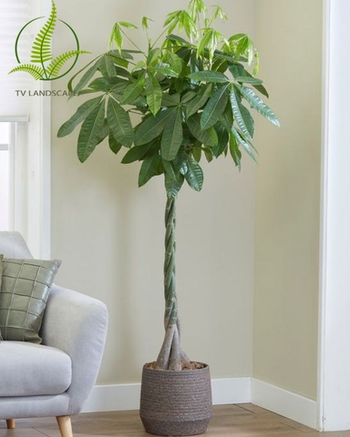 Cây Kim Ngân Xoắn