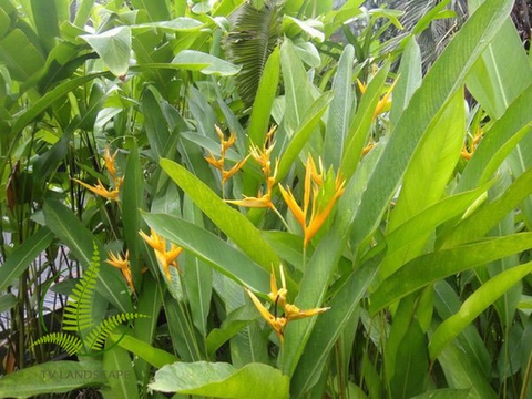 Cây Chuối Mỏ Két