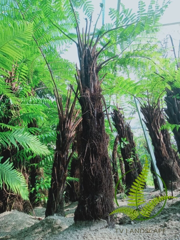 Cây Dương Xỉ Cổ