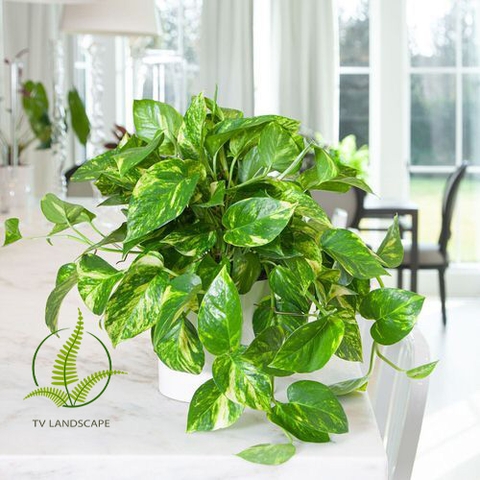 Cây vạn niên thanh đất