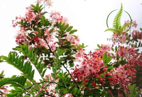 Cây Muồng Hoa Đào