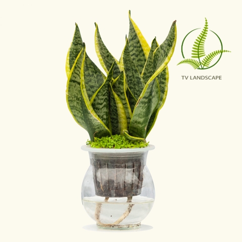 Cây Lưỡi Hổ thủy sinh