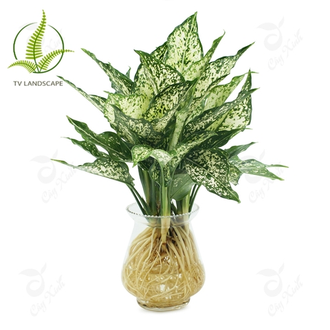 Cây Ngọc ngân thủy sinh