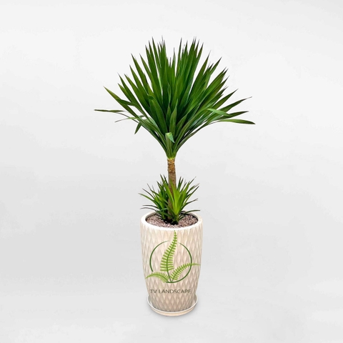 Cây Phát Tài Núi