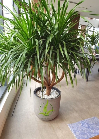 Phát Tài Núi 5 nhánh