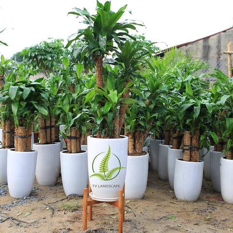 Thiết Mộc Lan ghép