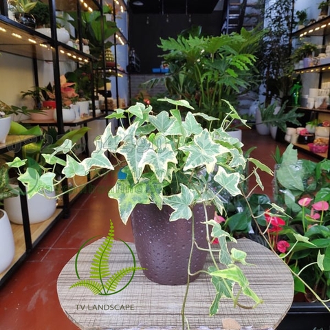 Cây thường xuân