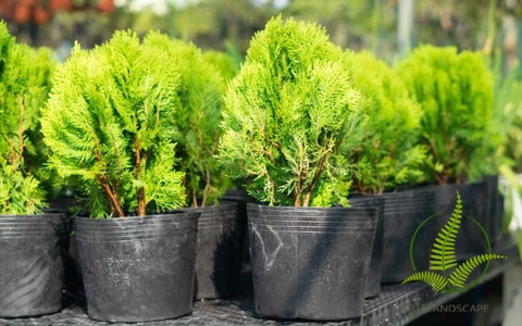 Cây Trắc Bách Diệp