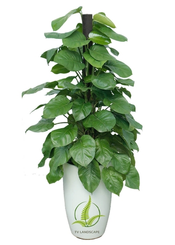 Cây Trầu Bà leo cột