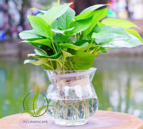 Cây vạn niên thanh thủy sinh