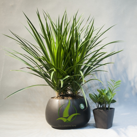 Phát tài núi cụm ba thân