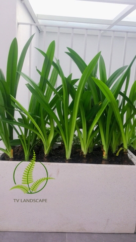 CÂY BẠCH TRINH BIỂN