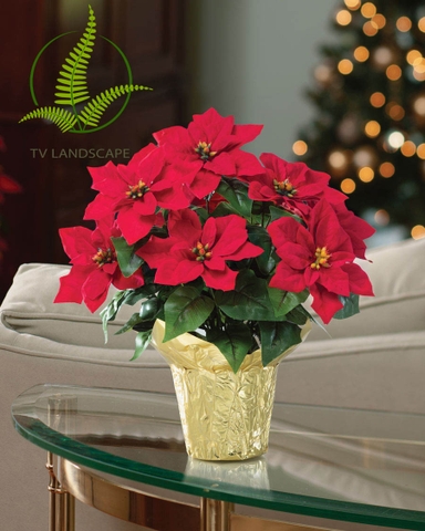 Cây Trạng Nguyên