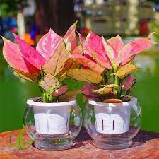 Cây vạn lộc đỏ thủy sinh