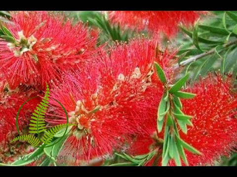 Cây Tràm Bông Đỏ