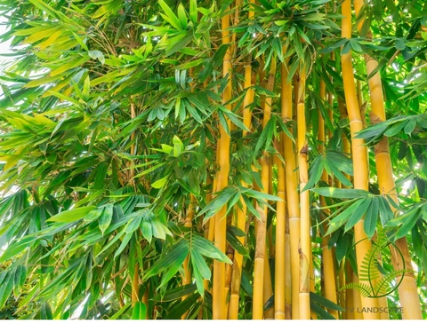 Cây Tre Sọc Vàng