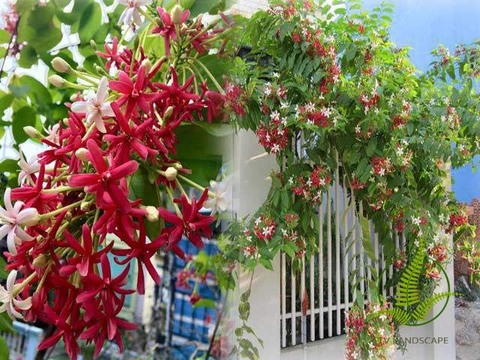 Cây sử quân tử