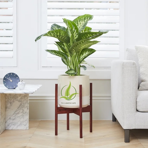 Cây Vạn Niên Thanh đứng