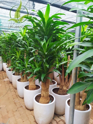 Cây Thiết Mộc Lan gốc