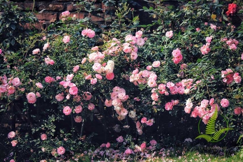 Cây Hoa Hồng Ngoại