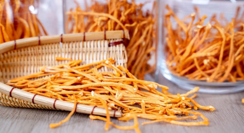 Tổ yến chưng đông trùng hạ thảo là gì?