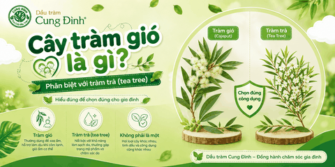 Cây tràm gió là gì? Phân biệt với tràm trà (tea tree)