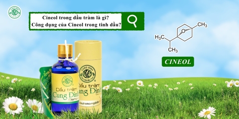 Công dụng của hoạt chất Alpha - Terpineo và Cineol có trong Dầu Tràm