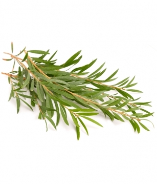 Khám phá Tràm trà - Dược liệu nhóm bí mật của Australia