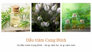 Tinh dầu tràm có đuổi muỗi được không?