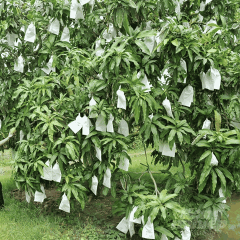 'Vương quốc' xoài Đồng Tháp làm tốt mã số vùng trồng