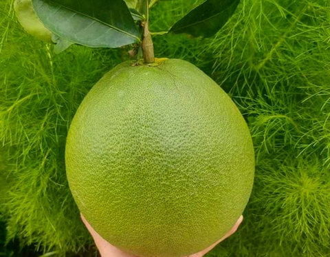BƯỞI DA XANH