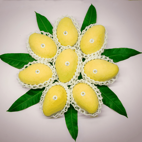 XOÀI CÁT CHU CAO LÃNH