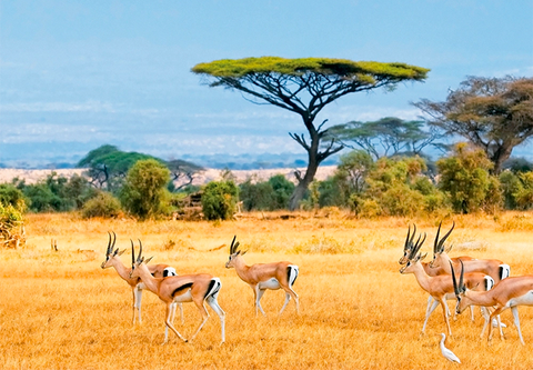 Du lịch Nam Phi - Tại sao không?!