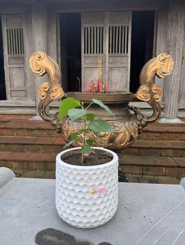 🌿✨ DẤU ẤN LINH THIÊNG TẠI MIỀN ĐẤT PHẬT HOÀNG – CÂY BỒ ĐỀ VƯƠN MÌNH TRÊN NON THIÊNG NGỌA VÂN ✨🌿