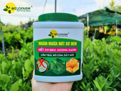 Chống Mít Xơ Đen