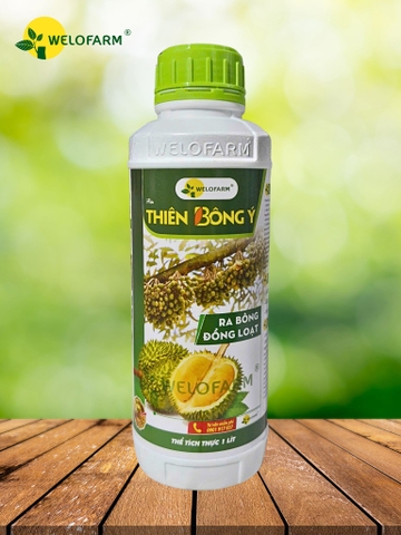 Thiên Bông Ý