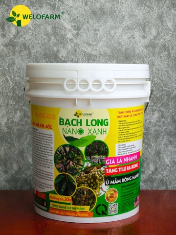 Bạch Long Nano Xanh